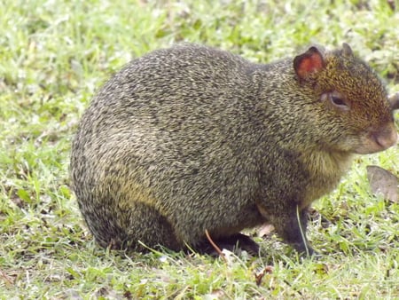 Agouti - agouti in field, agouti, rodent, large rodent