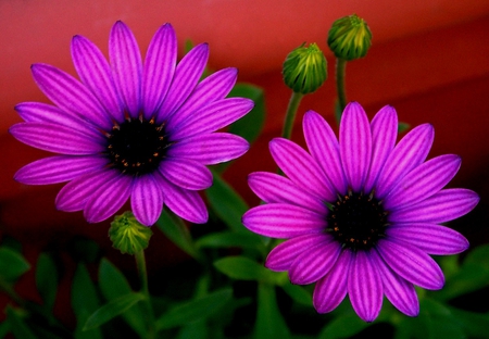 Pink flowers