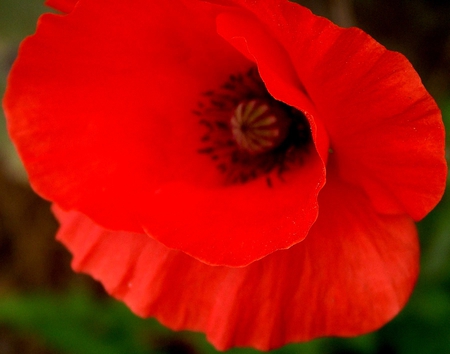 Poppy - red poppy, red flower, flowers, poppies, poppy