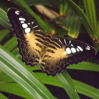 Tricoloured Butterfly on Plant