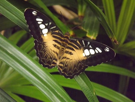 Tricoloured Butterfly on Plant - butterfly, tricoloured butterfly on plant, butterfly on plant, tricoloured butterfly