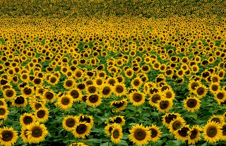 sunflowers - flowers, sunflowers, sunflower, yellow, flower