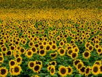 sunflowers