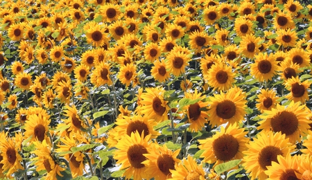 sunflowers - sunflower, sunflowers, yellow, flowers, flower