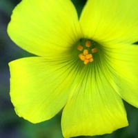 Yellow flower