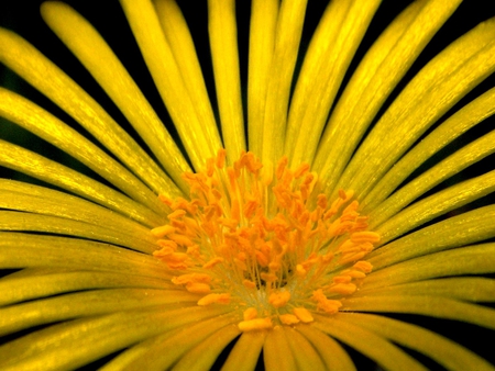 Flower - flowers, flower, yellow, yellow flower