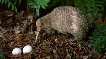 Kiwi Birds - eggs, birds, nest, kiwi, animals