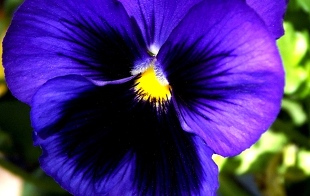 Viola - viola, purple flower, flower, purple