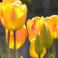 Yellow tulips