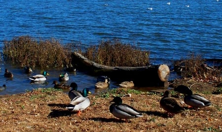 Ducks - mallards, water, ducks, fall