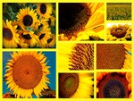 sunflowers