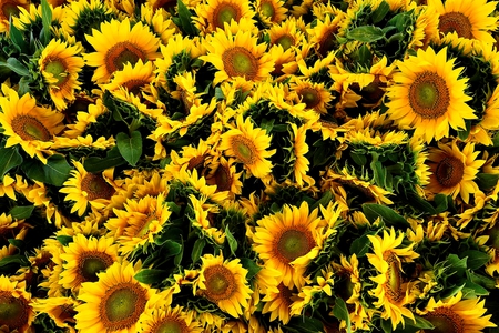 sunflowers - flowers, sunflowers, sunflower, yellow, flower