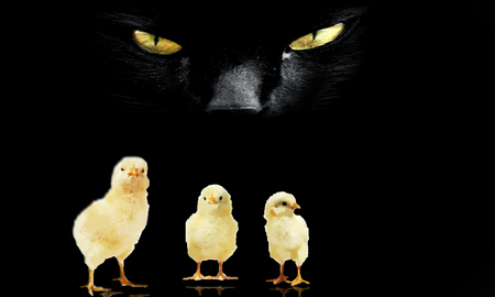 cat night - dinner, fantasy, chikens, dark, cat