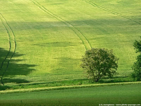 Wheatfield - field, wheat, trees, green