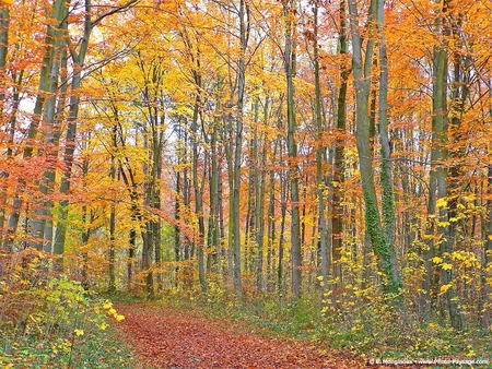 Autumn Colors - leaves, path, trees, autumn