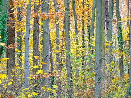 Prison of Trees - leaves, bark, colors, trees