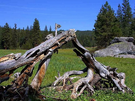 LOGS ON GRASS - grass, logs, trees, rocks