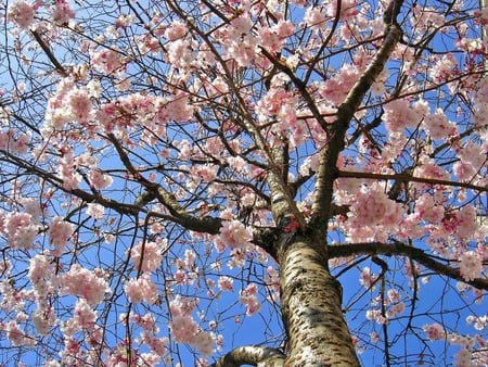 Spring Blossoms - blossoms, limbs, tree, sky