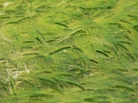 Wheat Field - field, wheat, wind, green