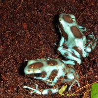 BLUE POISON DART FROGS