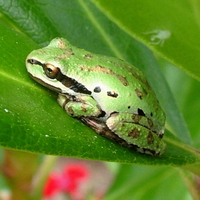 PASIFIC CHORUS FROG