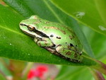 PASIFIC CHORUS FROG