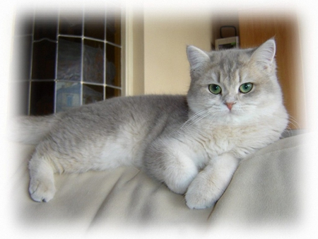 British shorthair cat.