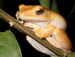 ORANGE CAMBODIAN FROG