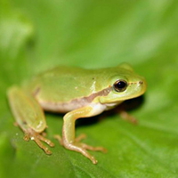 TINY GREEN FROG