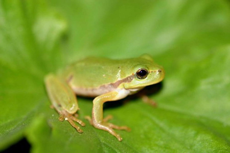 TINY GREEN FROG - frog, cute, green, tiny