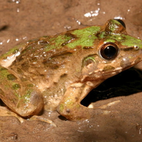 ALAS PURWO MUD FROG