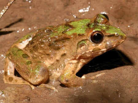 ALAS PURWO MUD FROG - green, brown, grog, mud