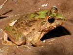 ALAS PURWO MUD FROG