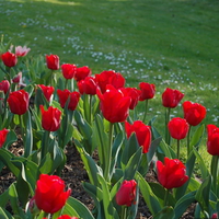 Red Tulips