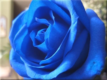 Blue Rose - blooming, petals, rose, blue