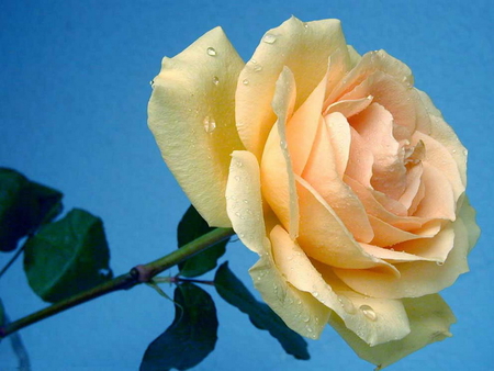 Peach Rose - nature, rose, beauty, flower, peach, leaves