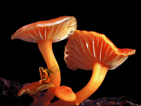 Mushroom - orange, mushroom, fairy, abstract