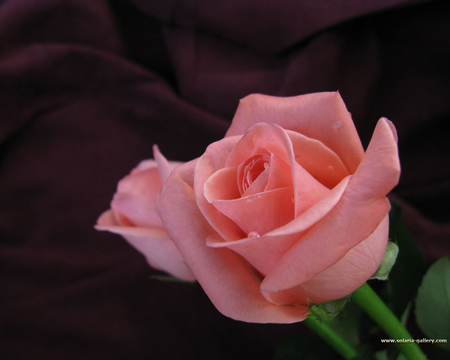 Pink Rose - flower, pink, nature, rose