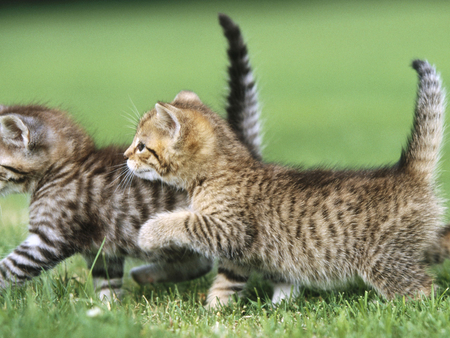 Cat brothers - animal, cute, kitten, feline, brother, nature, grass