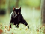 Black cat