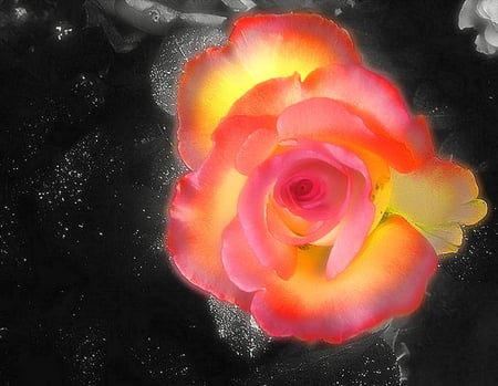 You brighten my life - red, flower, silver, glow, rose, black, gift, yellow