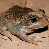 EASTERN BANGO FROG