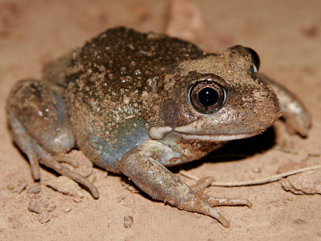 EASTERN BANGO FROG - sitting, brown, sand, frog