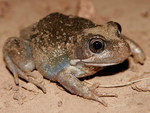 EASTERN BANGO FROG