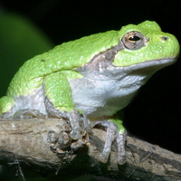 GRAY TREE FROG ON BRANCH