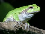 GRAY TREE FROG ON BRANCH