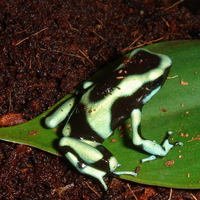 POISON FROG