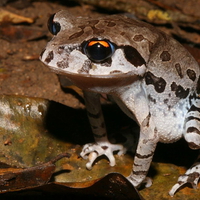 UPRIGHT ORANGE EYED FROG