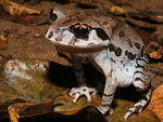 UPRIGHT ORANGE EYED FROG