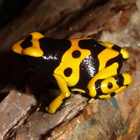 YELLOW BANDED POISON FROG